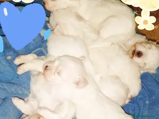 Maltese cani Cuccioli di Maltesi - Annuncio 2