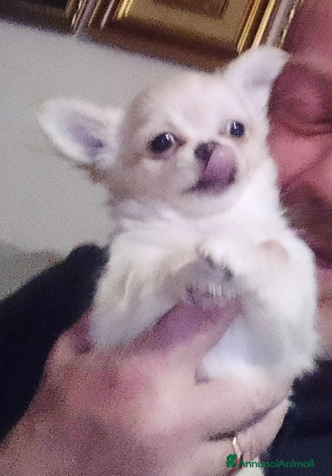 Chihuahua cani in vendita: Cuccioli chihuahua - Annuncio 6