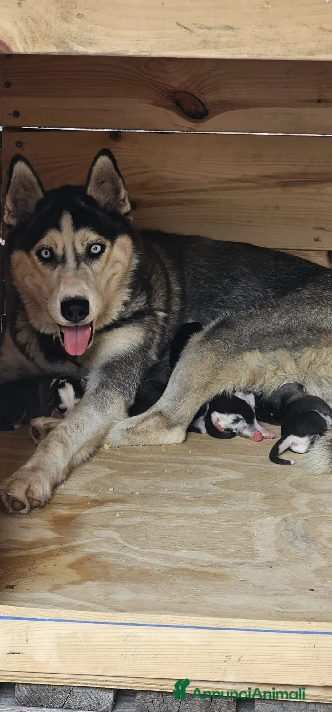 Husky cani in vendita: Cuccioli husky  - Annuncio 1