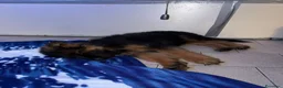 Pastore Tedesco cani in vendita: Cucciolo di Pastore Tedesco a pelo lungo di 3 mesi a Provincia di Modena - Annuncio 12