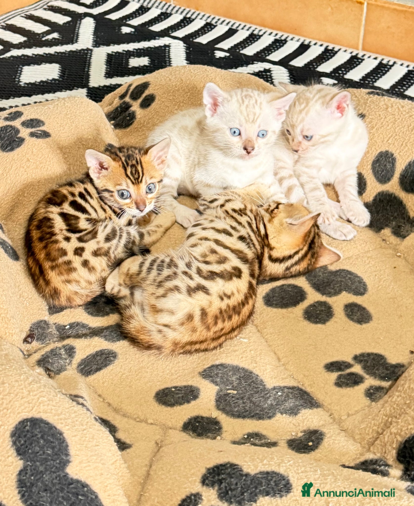 Bengala gatti gatto bengala  - Annuncio 36