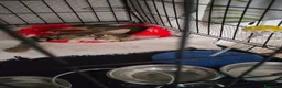 Meticcio gatti in regalo: Bellissimo, 3 mesi e mezzo  - Annuncio 8