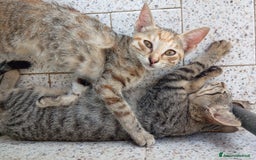 Altre razze gatti in regalo: Cuccioli di gatto a Città metropolitana di Catania - Immagine 4