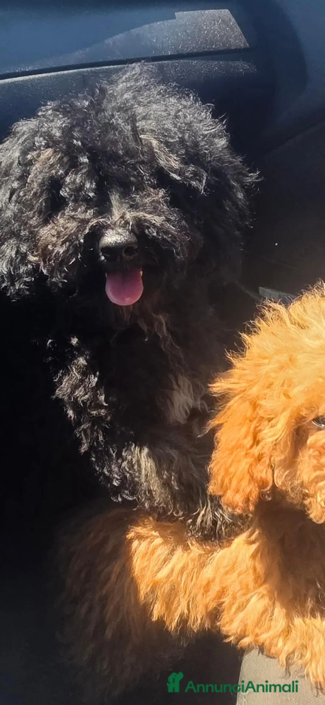 Barboncino Toy cani in vendita: Barboncini toy - Annuncio 4