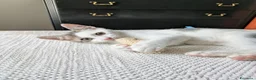 Meticcio gatti in regalo: Piko e Bok, fratellini in cerca di casa - Annuncio 4
