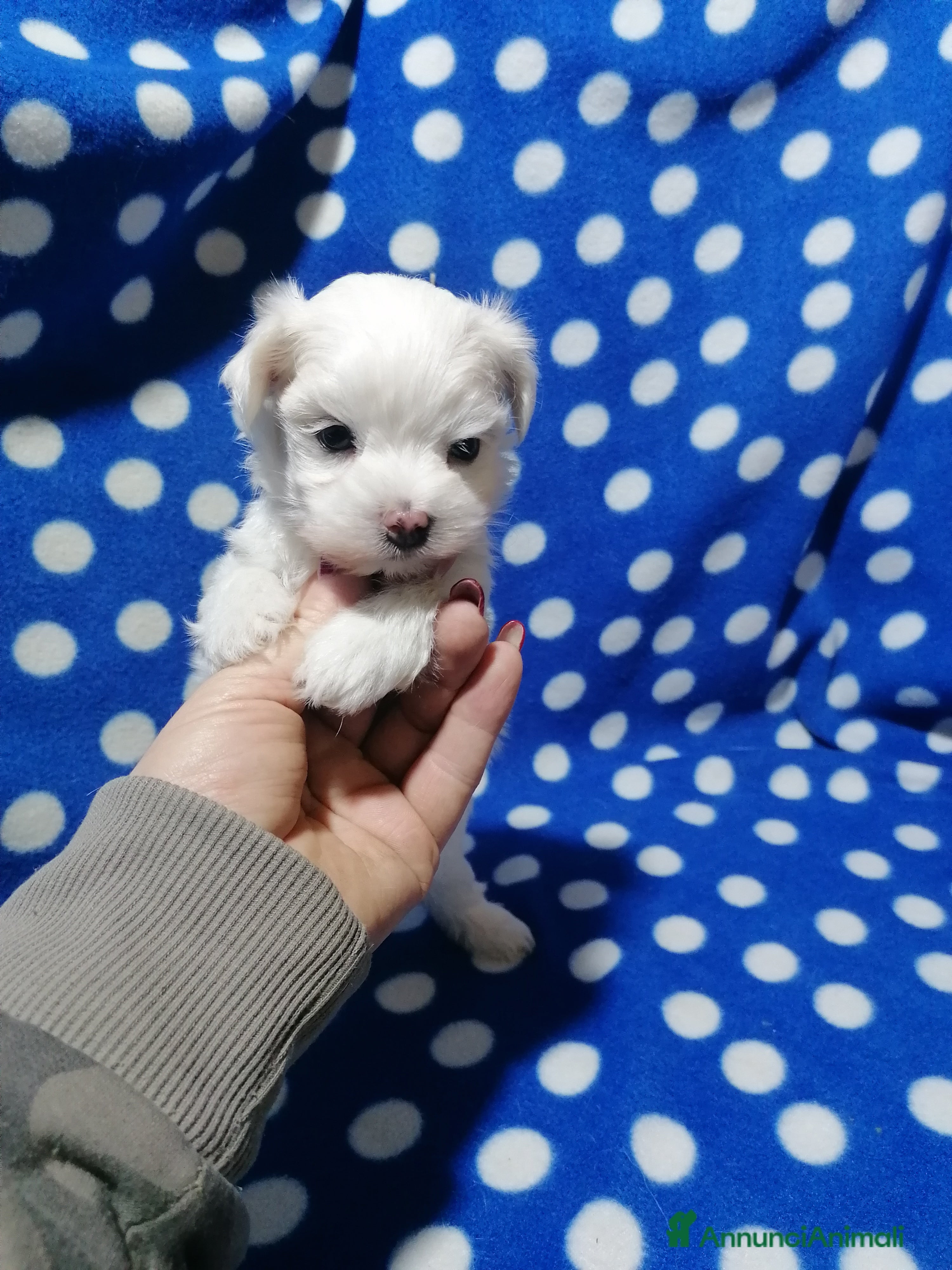 Maltese cani Maltese cuccioli Pedigree Enci - Annuncio 18