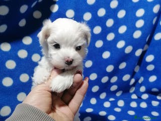 Maltese cani Maltese cuccioli Pedigree Enci - Annuncio 18