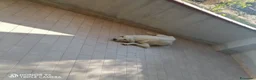 Pastore Abbruzzese Maremmano cani in regalo: regalo cucciolo di maremmano  a Provincia di Nuoro - Annuncio 2