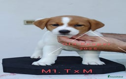 Jack Russell cani in vendita: Cuccioli Jack Russell Terrier con Pedigree a Provincia di Alessandria - Immagine 6