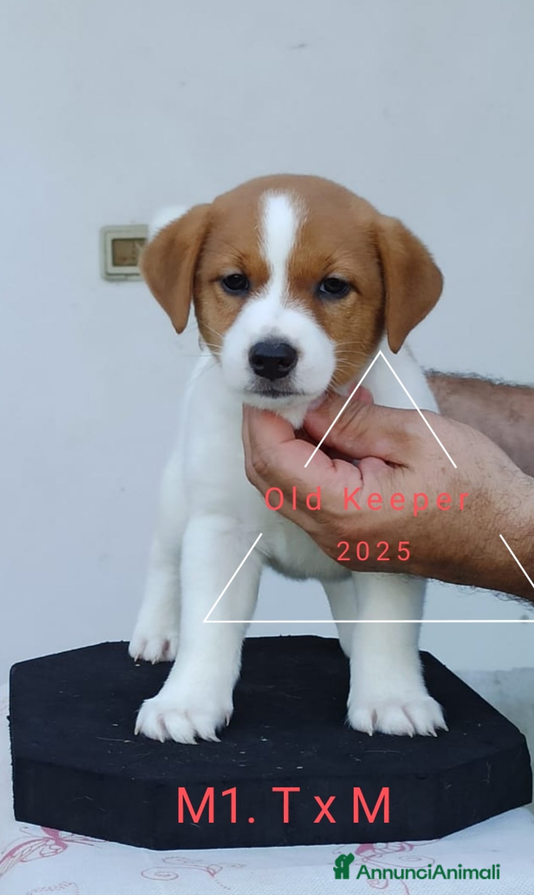 Jack Russell cani in vendita: Cuccioli Jack Russell Terrier con Pedigree a Provincia di Alessandria - Immagine 6