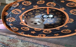 Maltese cani in vendita: Cuccioli di Maltese  a Provincia di Padova - Immagine 10