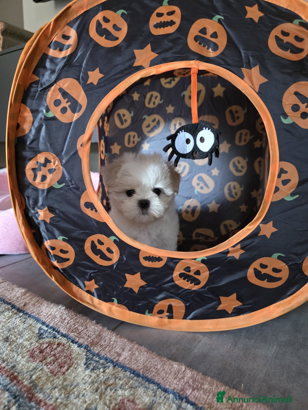 Maltese cani in vendita: Cuccioli di Maltese  a Provincia di Padova - Immagine 10