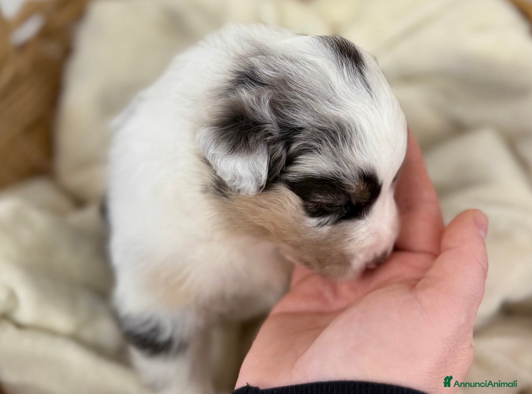 Australian Shepherd cani in vendita: Cuccioli Australian Shepherd / Pastore Australiano - Annuncio 9