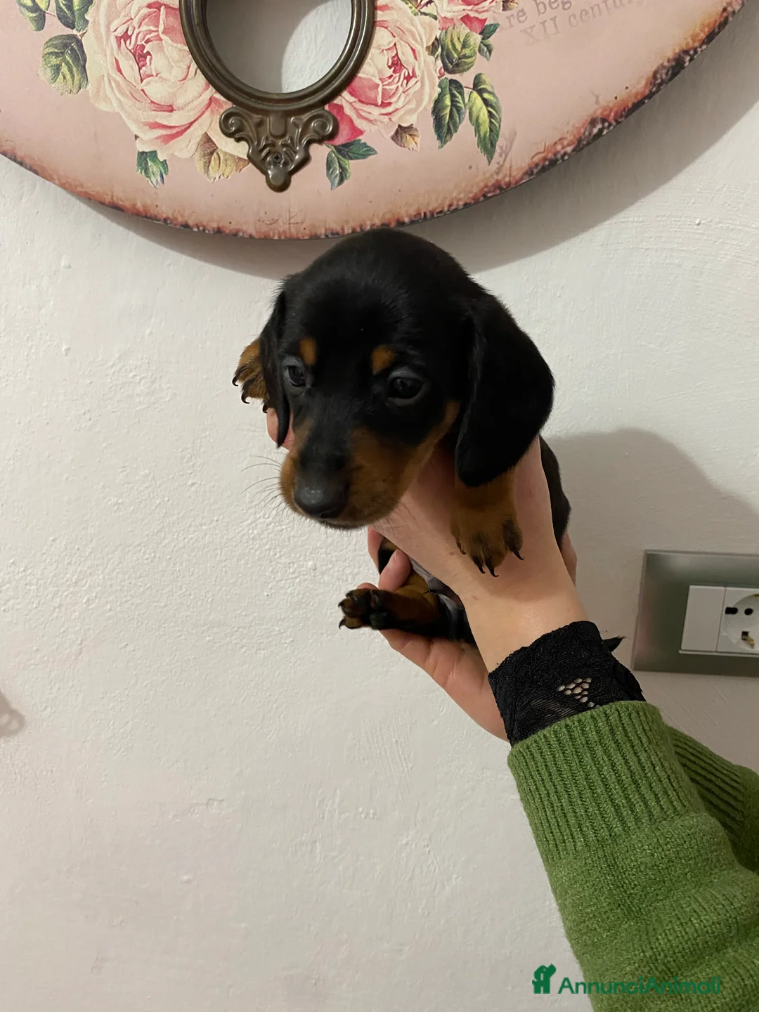 Bassotto cani in vendita: Bassotto nano tedesco - Annuncio 12