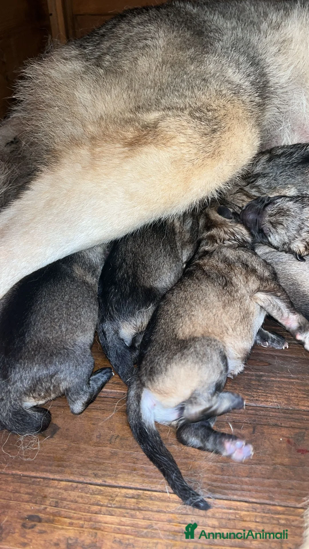 Lupo Cecoslovacco cani in vendita: Cuccioli lupo cecoslovacco  - Annuncio 3