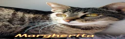 Europeo gatti in regalo: MARGHERITA BELLISSIMA  GATTINA - Annuncio 4