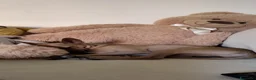 Pinscher Miniatura cani per accoppiamento: Cerco fidanzata per la mia prima volta  - Annuncio 5