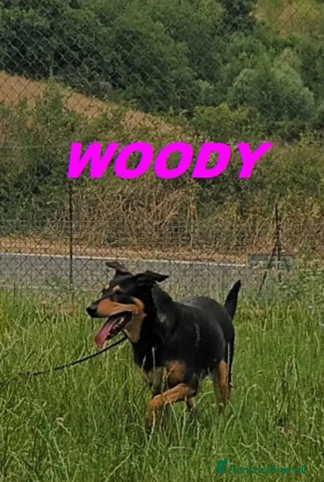 Meticcio cani in regalo: WOODY 3anni bella timidina - Annuncio 4
