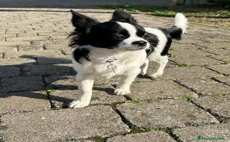 Chihuahua cani - Annuncio 11