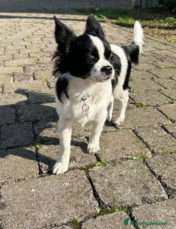 Chihuahua cani - Annuncio 12