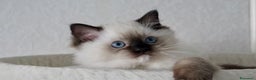 Ragdoll gatti in vendita: Cuccioli di ragdoll - Annuncio 2