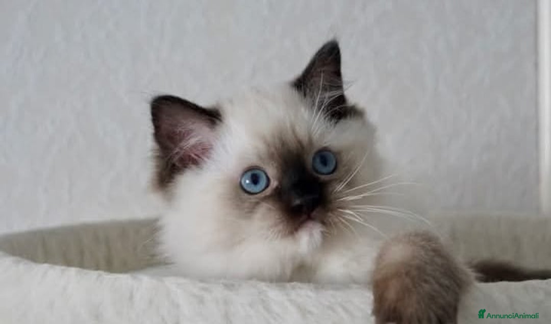 Ragdoll gatti in vendita: Cuccioli di ragdoll - Annuncio 2