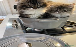 Siberiano gatti in vendita: Gattini siberiani a Provincia di Padova - Immagine 8