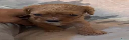 Cavapoo cani in vendita: Cuccioli di Cavapoo - Annuncio 2