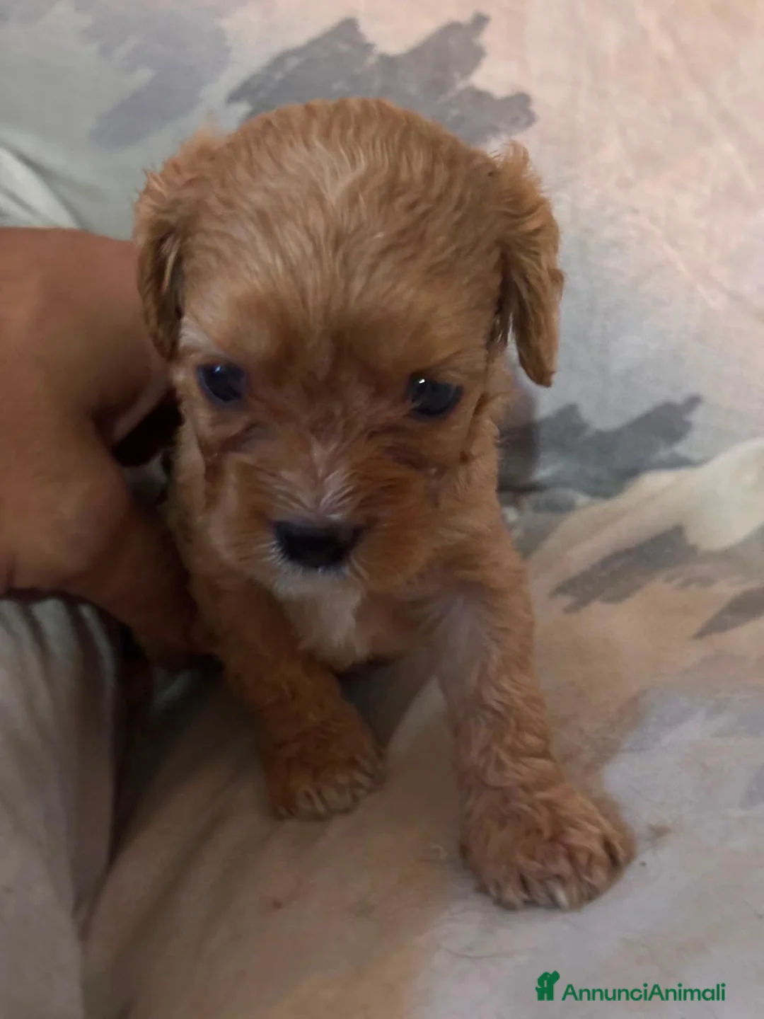 Cavapoo cani in vendita: Cuccioli di Cavapoo - Annuncio 2