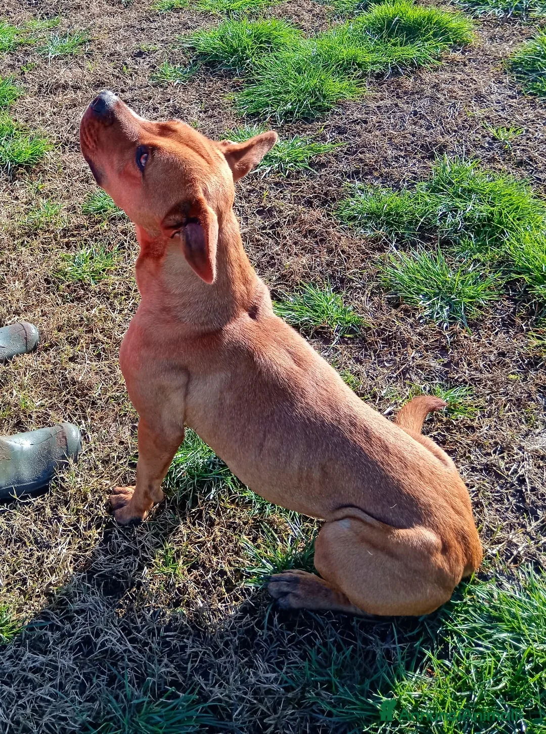 Altre razze cani in regalo: LAYLa, occhi profondi e tristi a Provincia di Latina - Annuncio 11