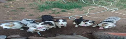 Australian Shepherd cani in vendita: cuccioli pastore australiano - australian shepherd - Annuncio 5