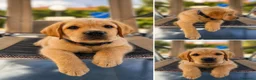 Labrador cani in vendita: Figli di campione riproduttore superpedigree - Annuncio 6