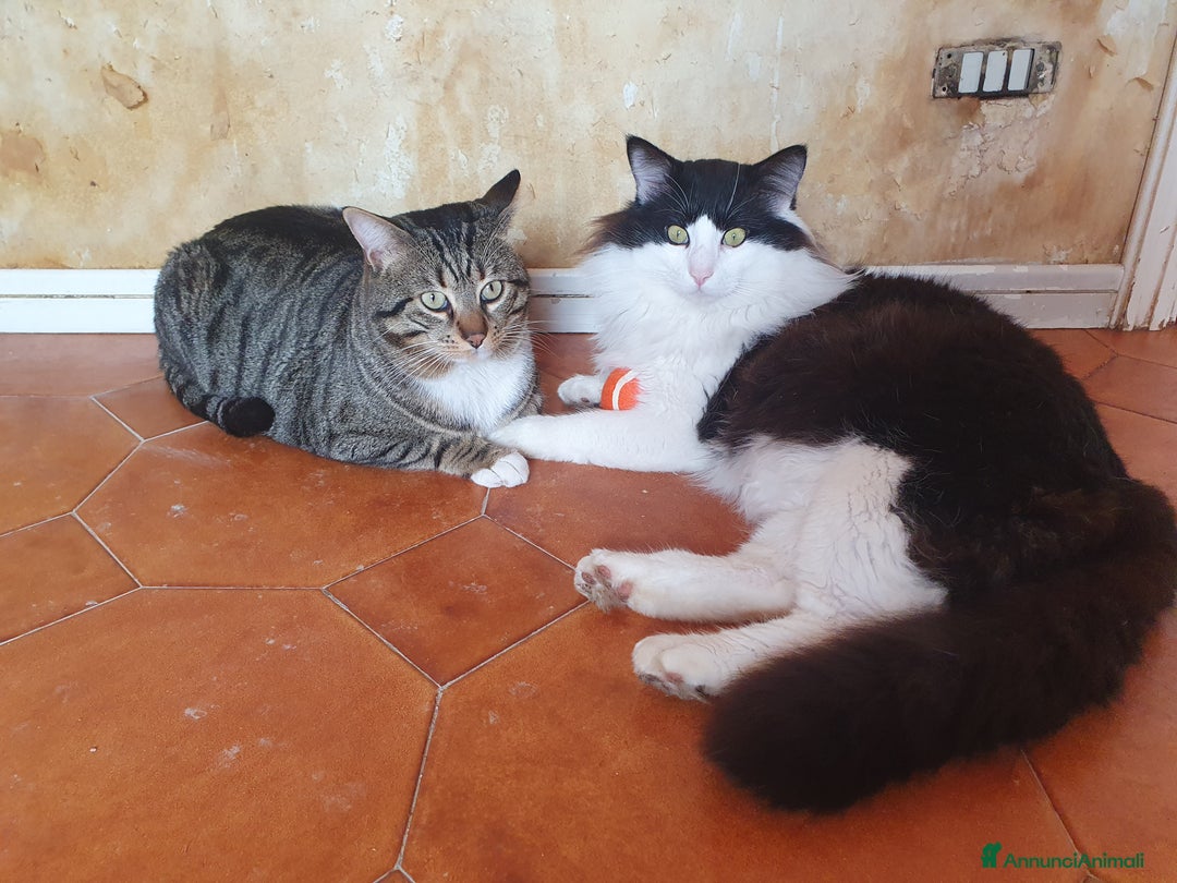 Meticcio gatti in regalo: Cercano casa  a Città metropolitana di Catania - Annuncio 2