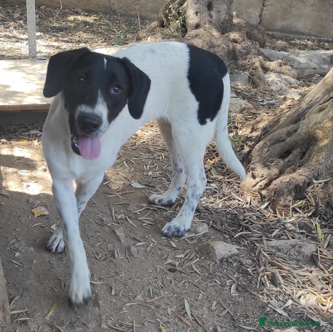 Meticcio cani in regalo: MAYA,ADATTA A TUTTI, NESSUNO CHIAMA PER LEI!!! - Annuncio 3
