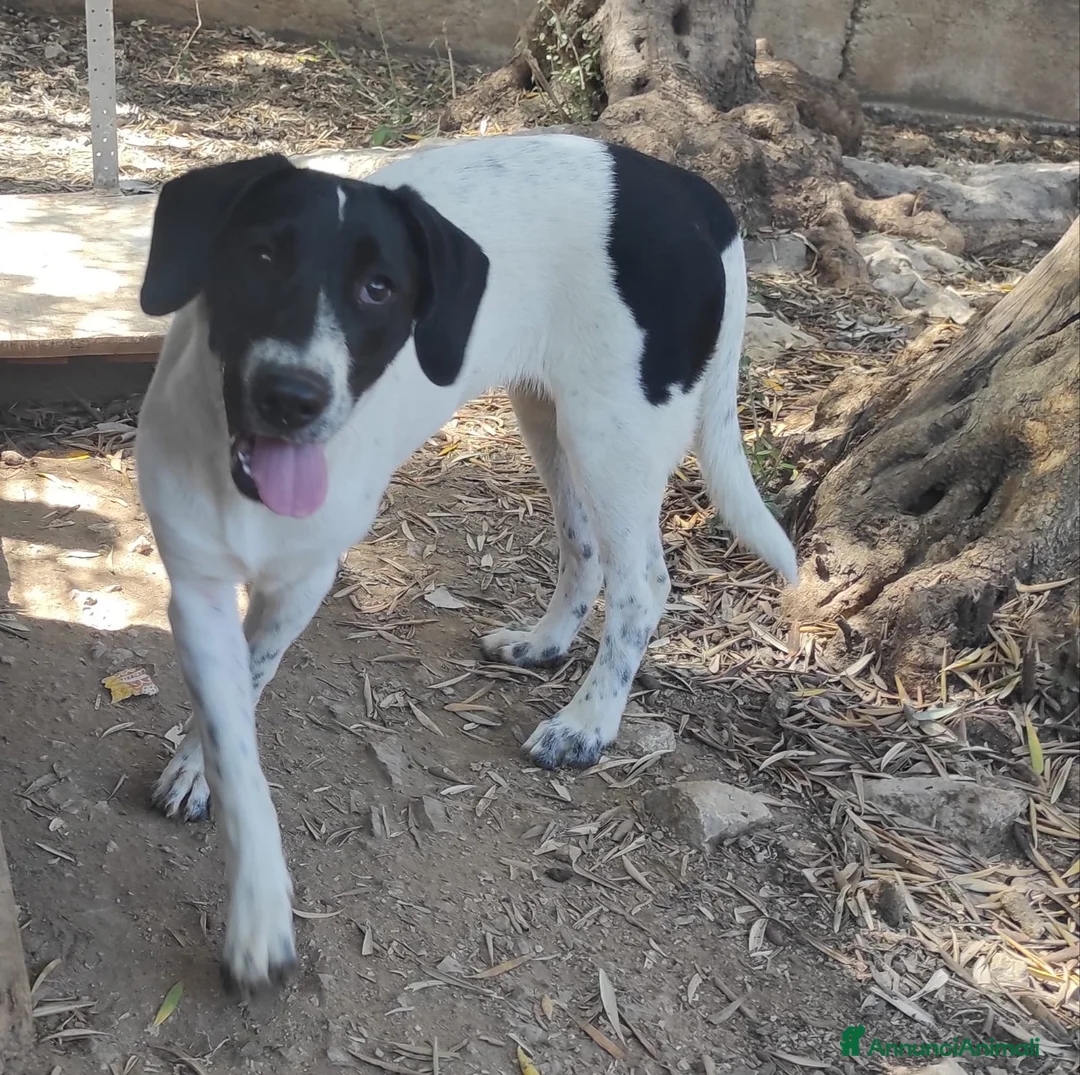 Meticcio cani in regalo: MAYA,ADATTA A TUTTI, NESSUNO CHIAMA PER LEI!!! - Annuncio 3