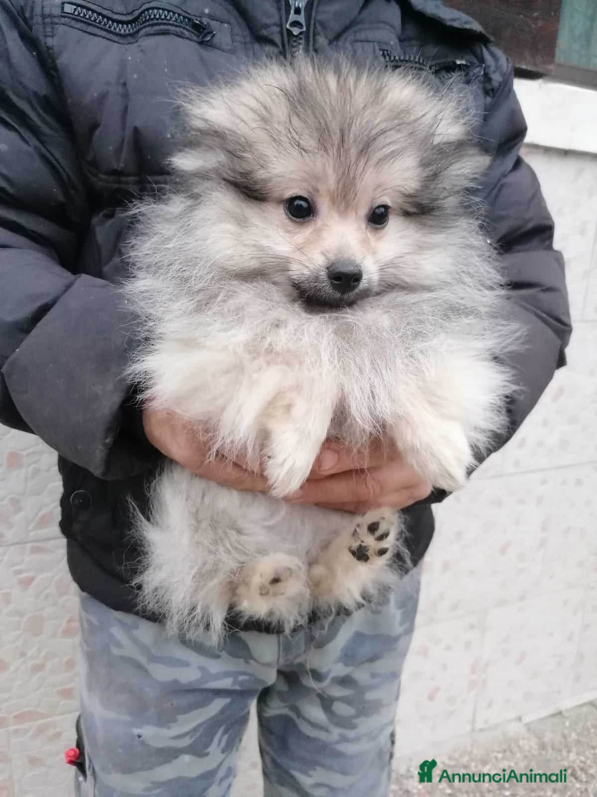 Volpino Pomerania cani Volpino pomerania cucciolo maschio - Annuncio 6