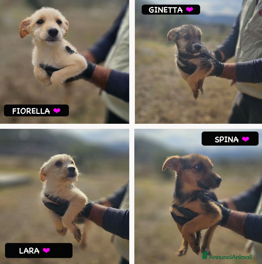 Altre razze cani in regalo: FIORELLA, GINETTA, LARA, SPINA - Immagine 1