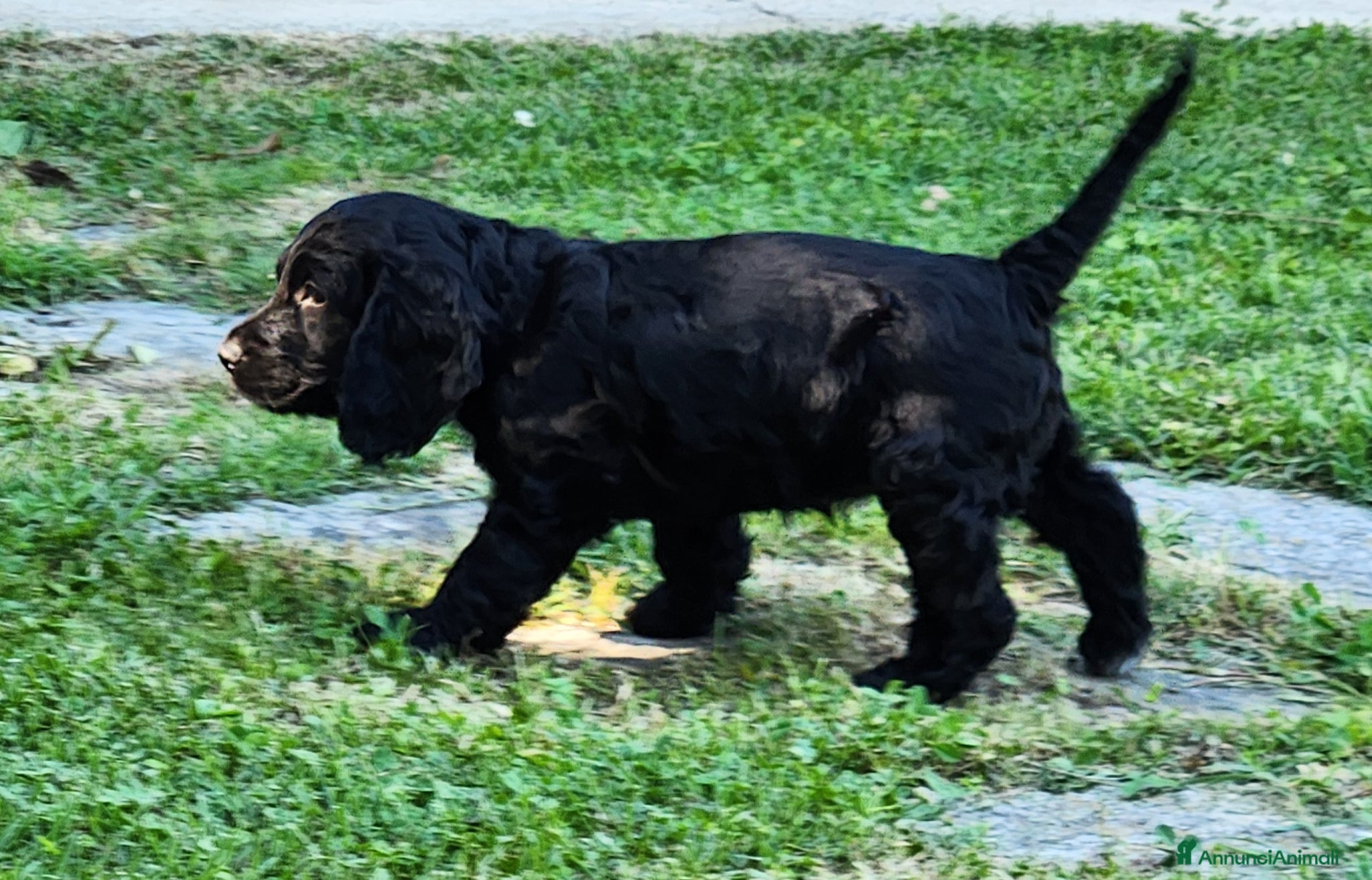 Cocker cani in vendita: Cuccioli di Cocker - Annuncio 3