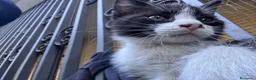 Meticcio gatti in regalo: Cercasi casa per cuccioli  - Annuncio 18