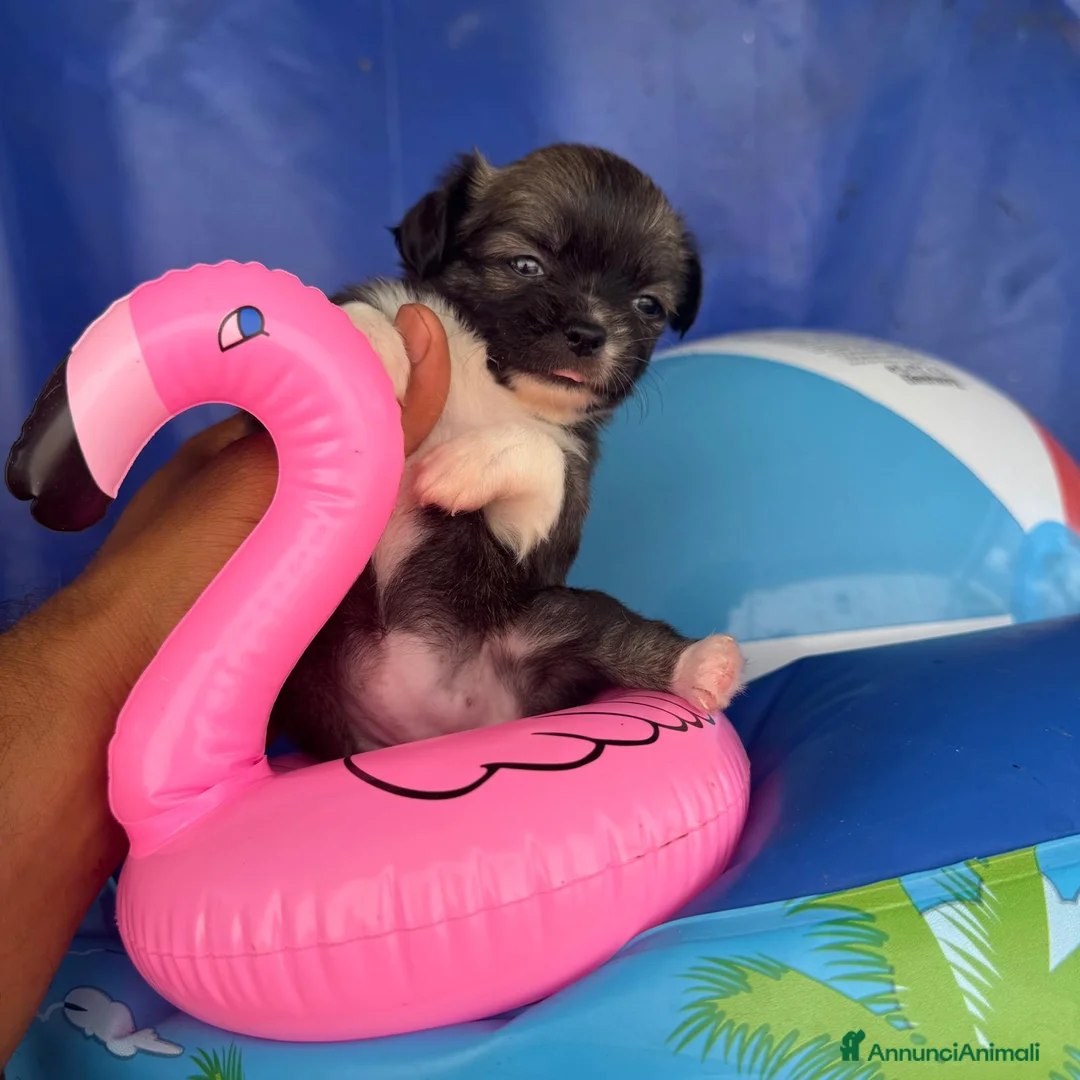 Chihuahua cani in vendita: 2 maschi e 2 femmine chihuahua con pedigree enci  - Annuncio 2