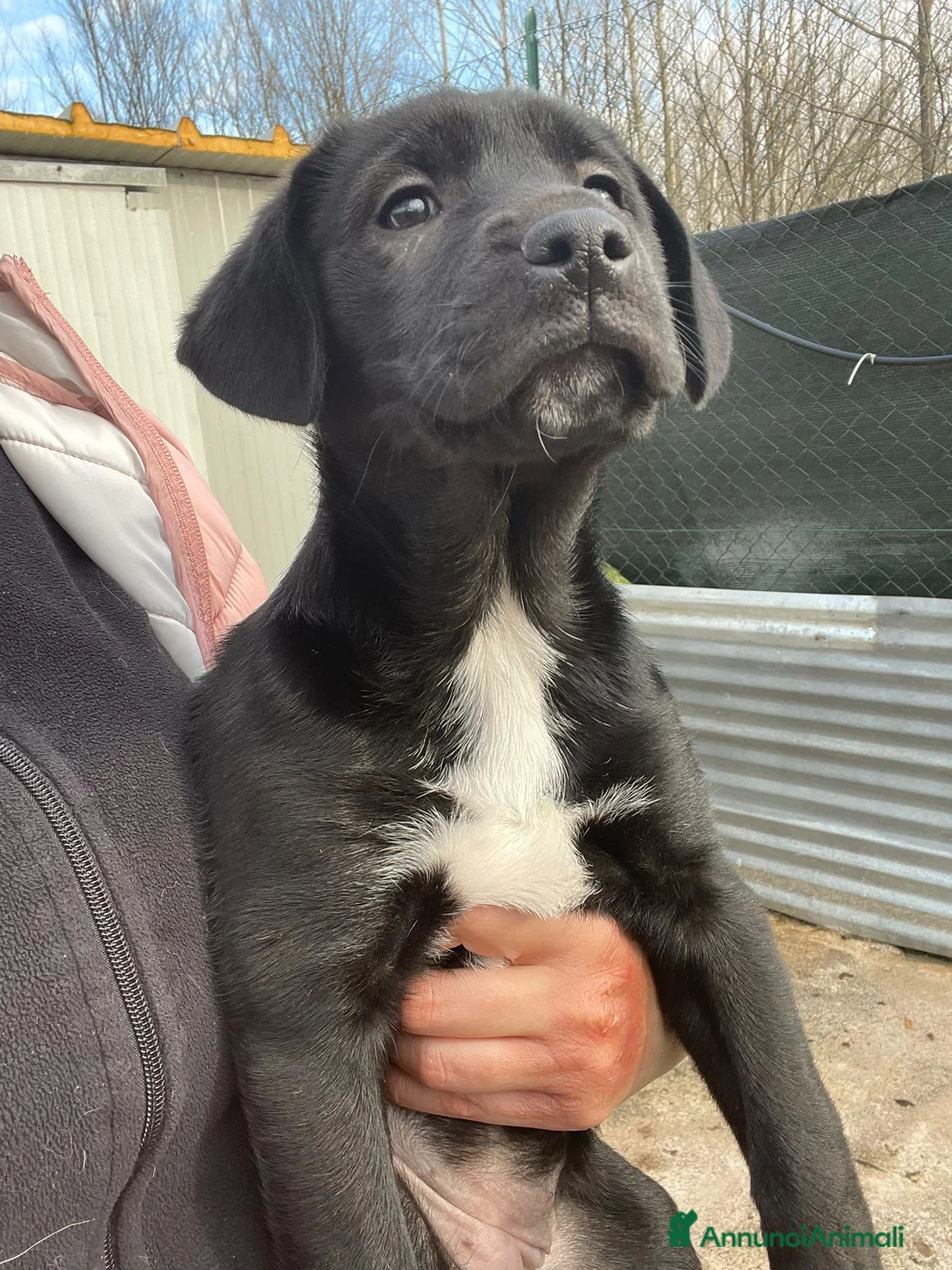 Labrador cani in regalo: LA FANTASTICA VITTO - Annuncio 7
