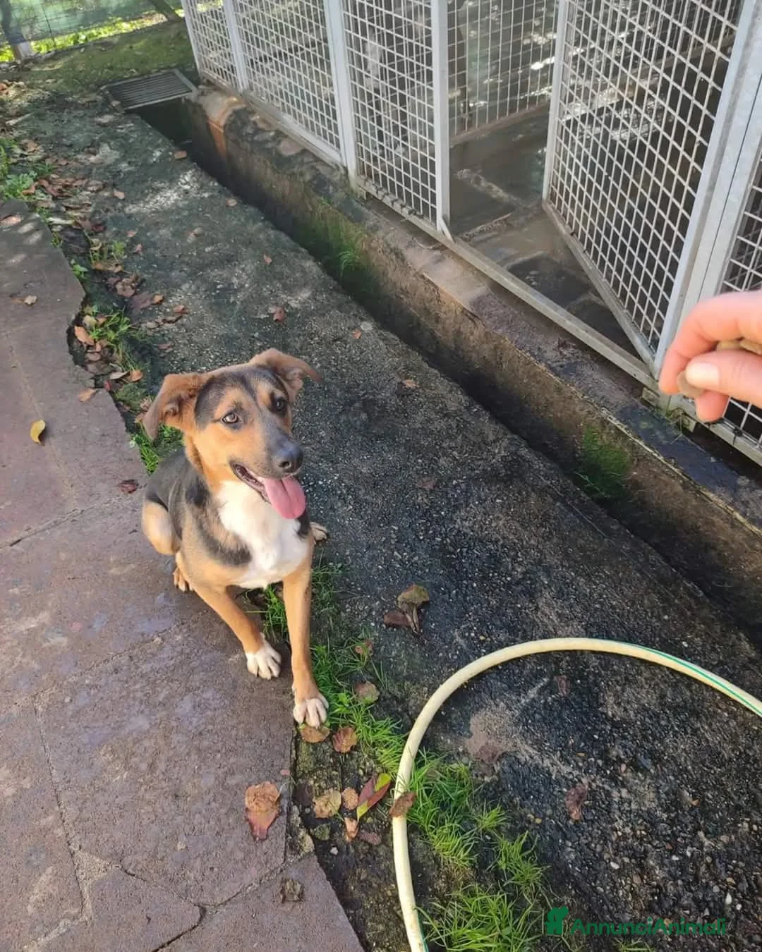 Altre razze cani in regalo: Leopoldo 1 anno a Provincia di Viterbo - Annuncio 2