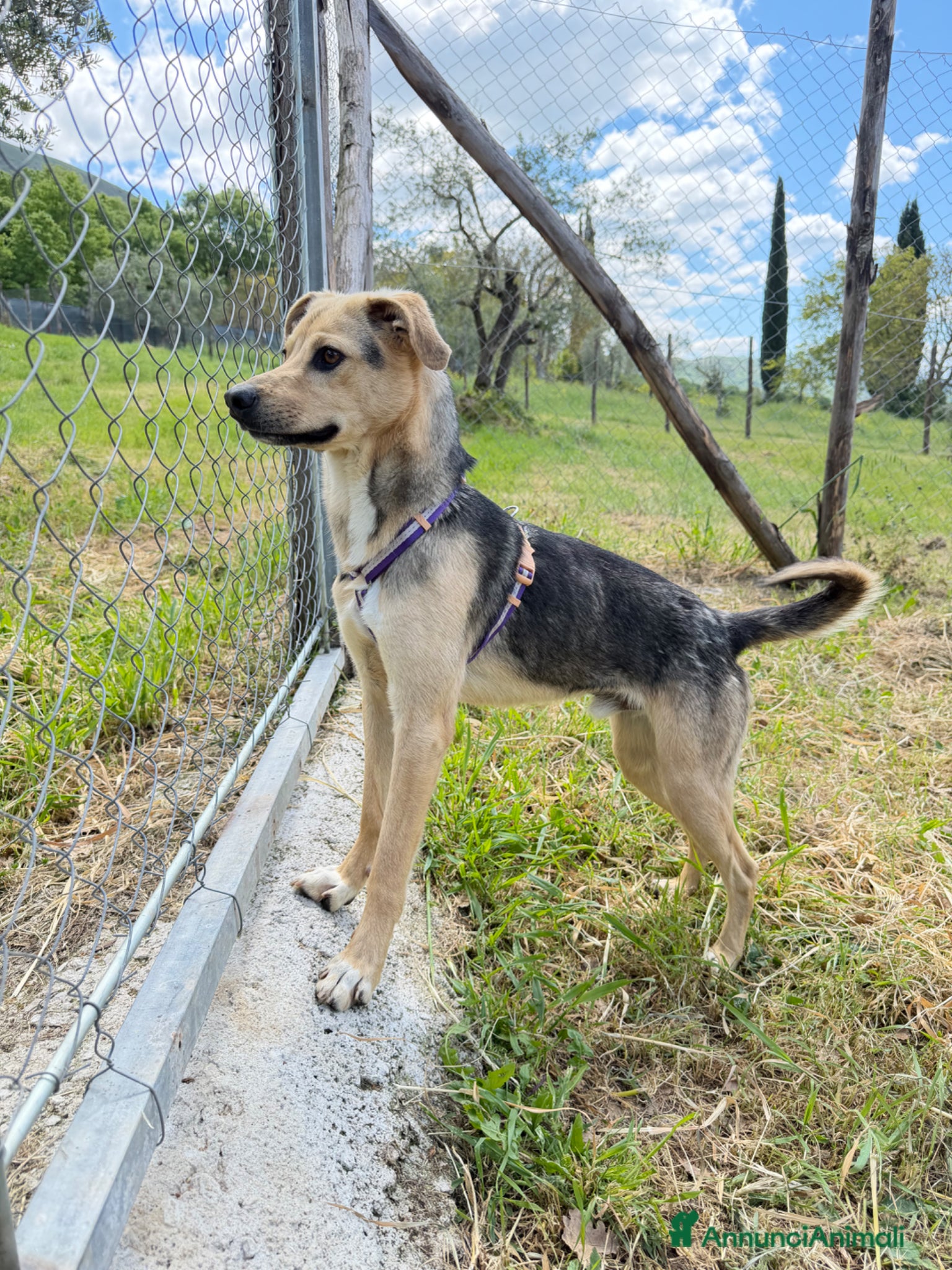 Meticcio cani Mokas - Annuncio 6