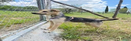 Meticcio cani in regalo: Mokas - Annuncio 1