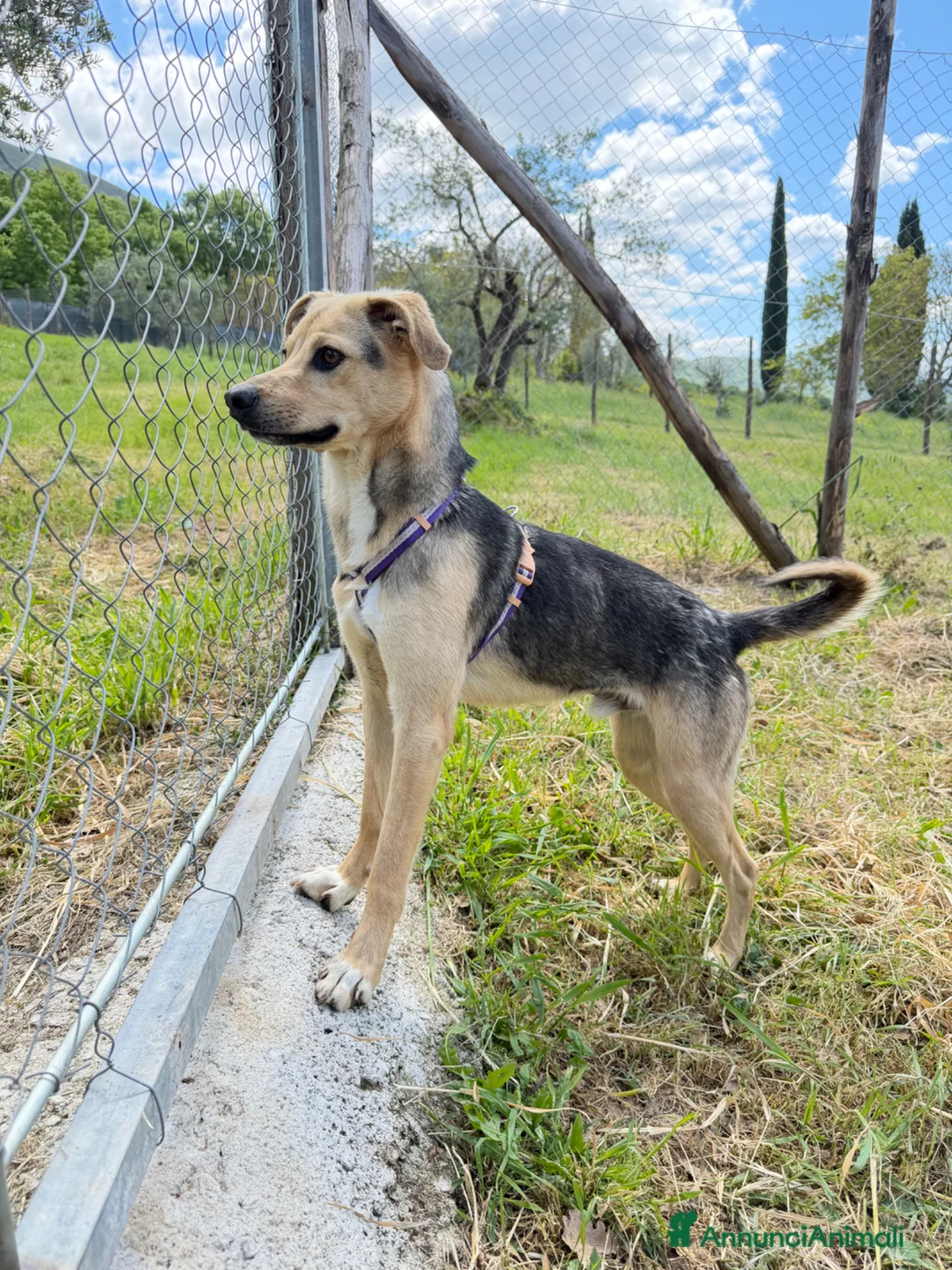 Meticcio cani in regalo: Mokas - Annuncio 1