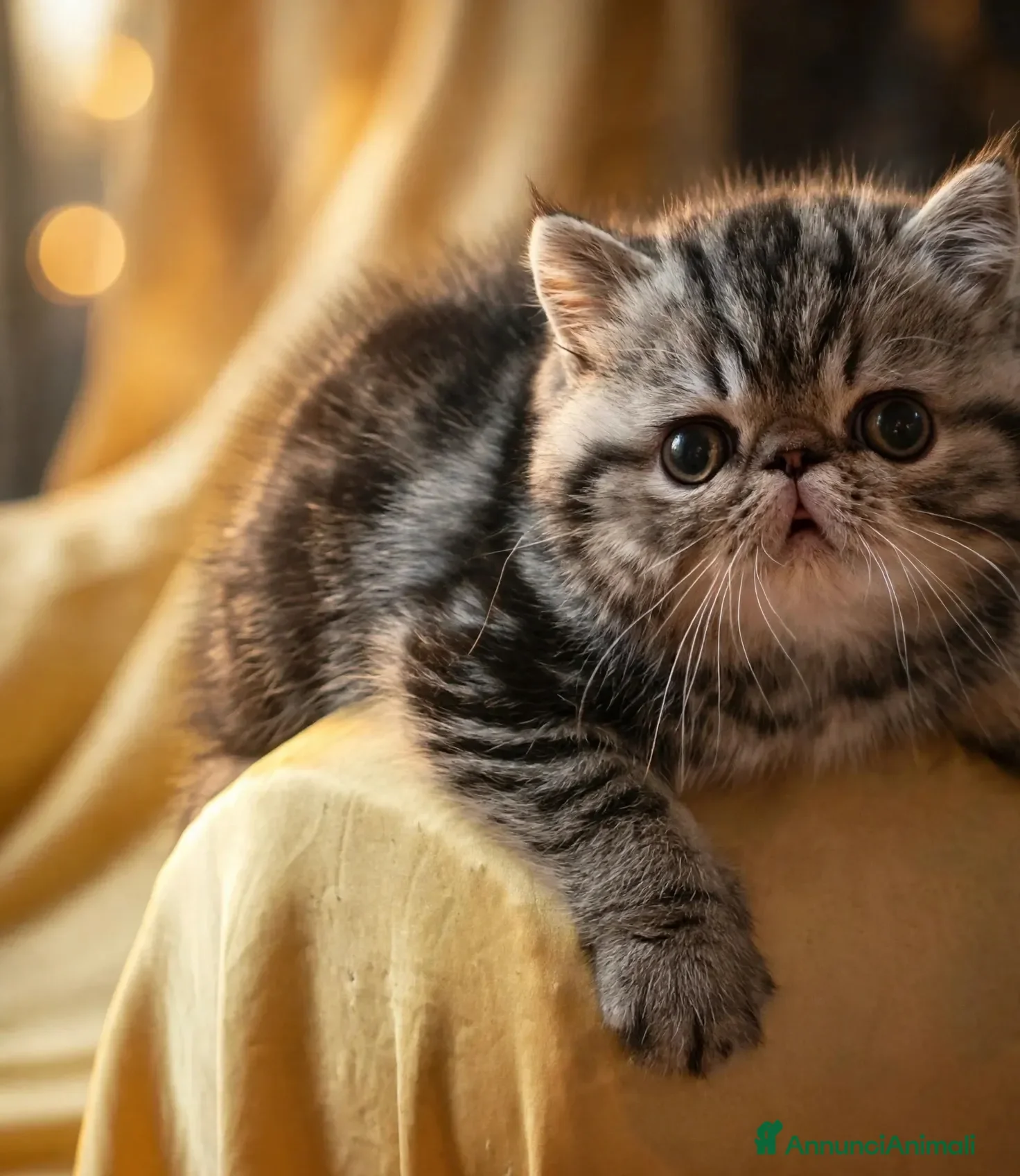 Exotic Shorthair gatti In cerca di coccole - Annuncio 22