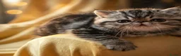 Exotic Shorthair gatti in vendita: In cerca di coccole - Annuncio 5