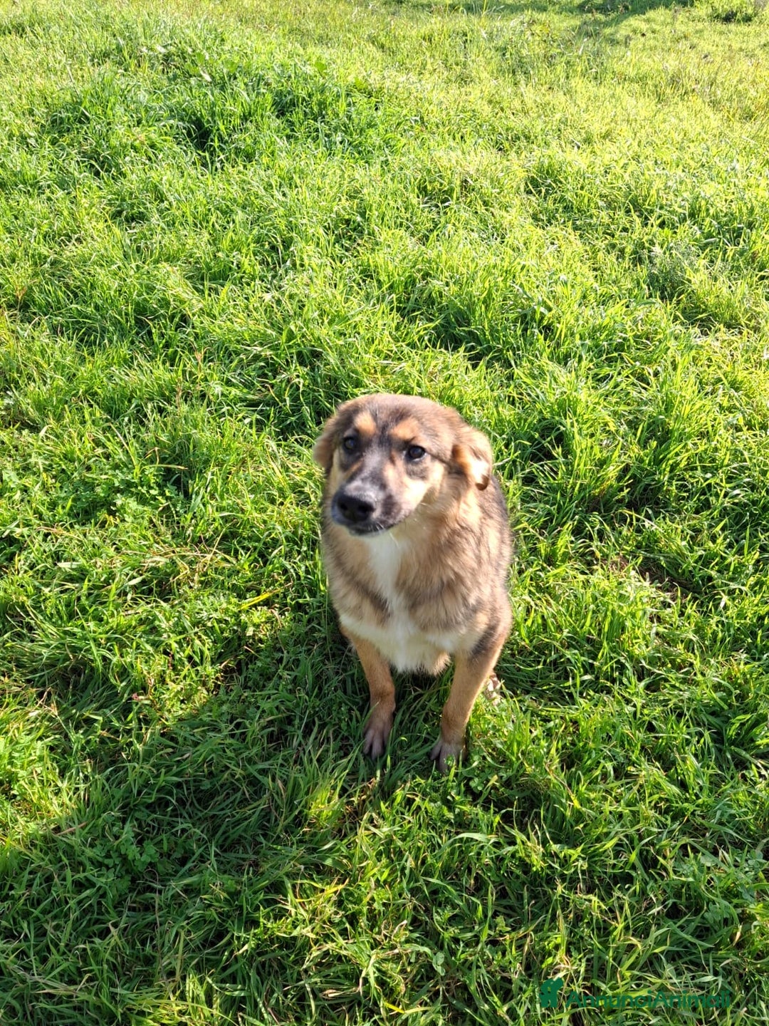 Meticcio cani in regalo: BRENDA 🩷-cucciola.La adotti?Non lasciarla nel box - Annuncio 16