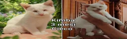 Altre razze gatti in regalo: MICINI, URGENTE! TEMPO SCADUTO  a Provincia di Arezzo - Annuncio 2