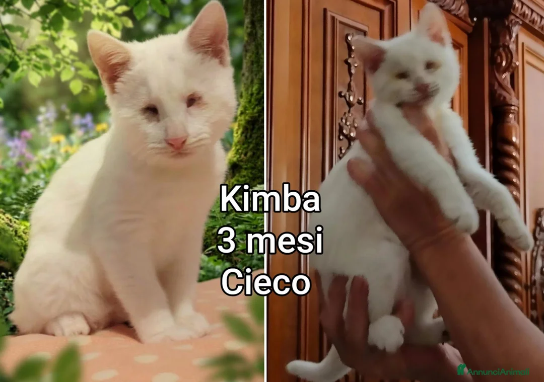 Altre razze gatti in regalo: MICINI, URGENTE! TEMPO SCADUTO  a Provincia di Arezzo - Annuncio 2